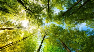HIMA_Tree-Nation_Hero Image_16x9